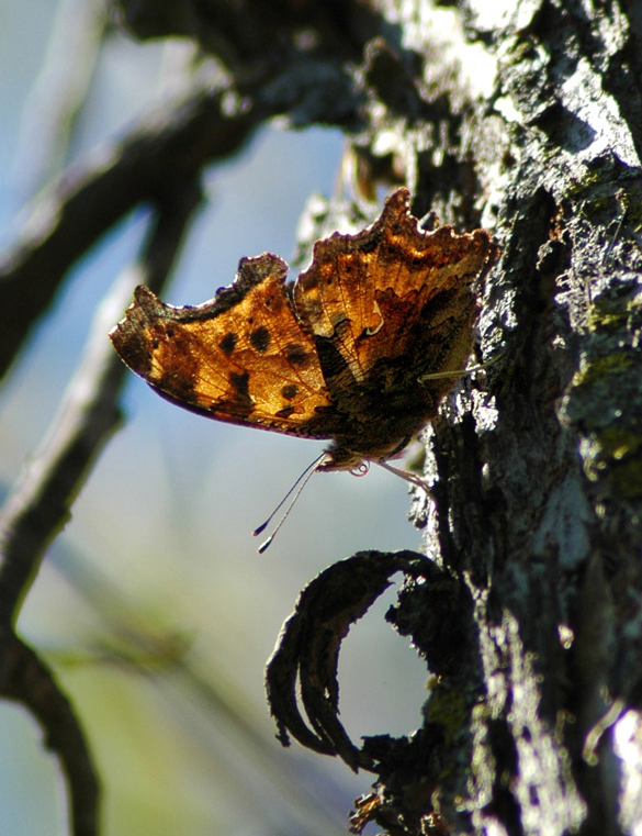 585-width eastern-comma