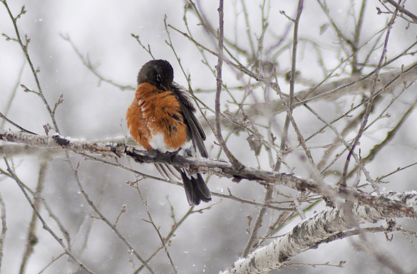 585x385 large-width robin4