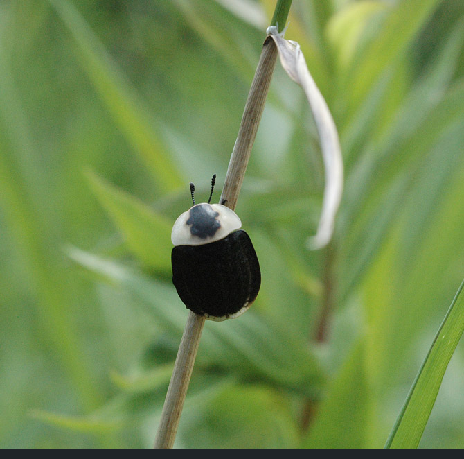 American-Carrion-Beetle1