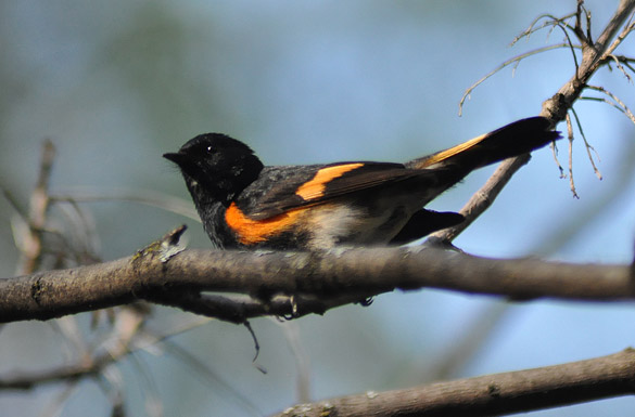 American-Redstart1