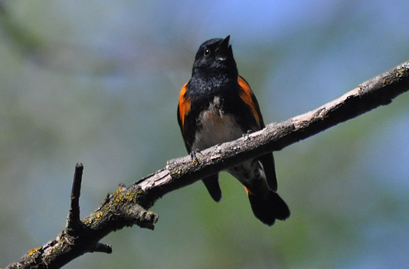 American-Redstart3