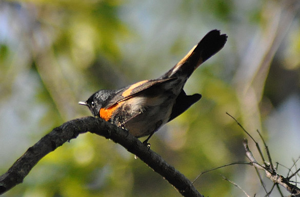 American-Redstart5