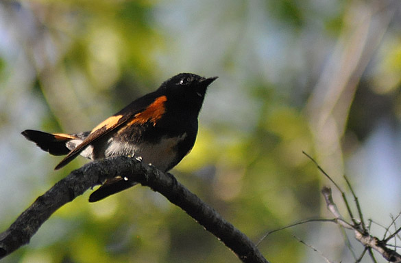 American-Redstart6