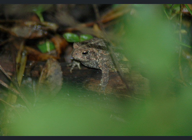 American-toad4