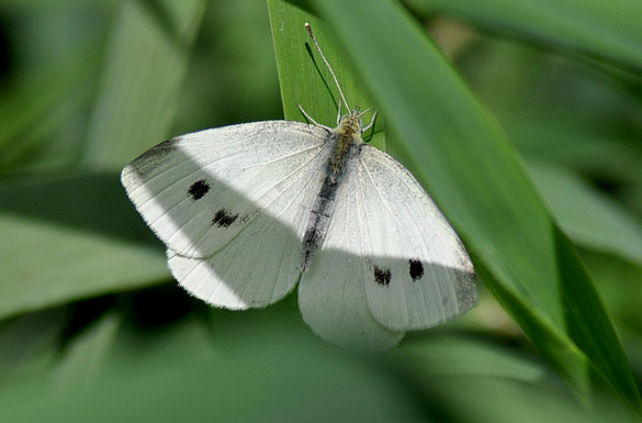 Cabbage-White1