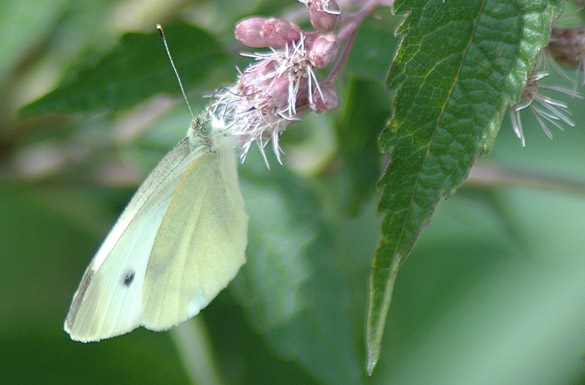 Cabbage-White2