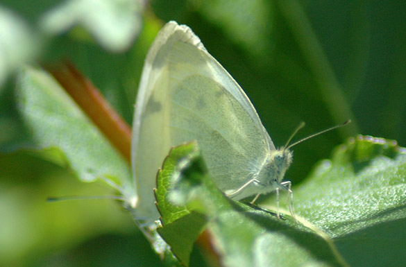 Cabbage-White4