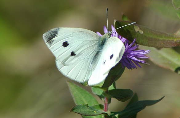 Cabbage-White slide2