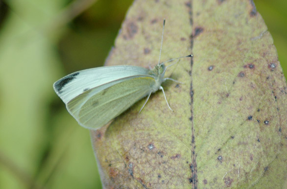 Cabbage-White slide3