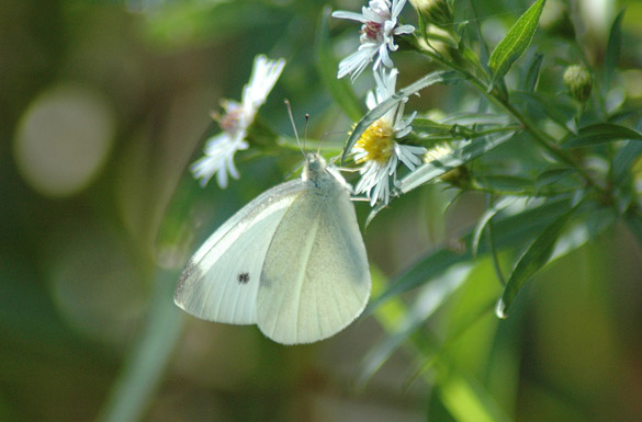 Cabbage-White slide4