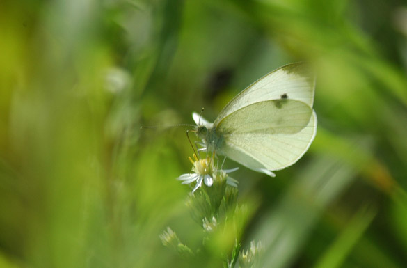 Cabbage-White slide5