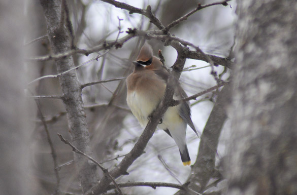 Cedar-Waxwing1