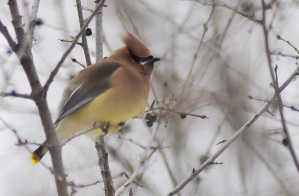 Cedar-Waxwing2