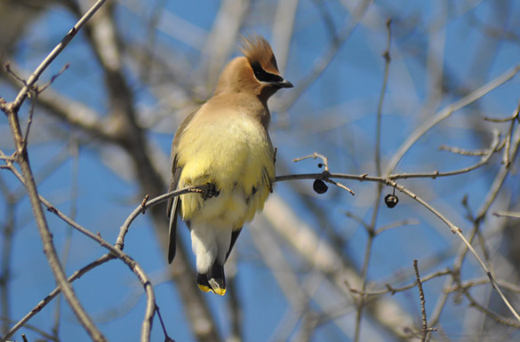 Cedar-Waxwing3