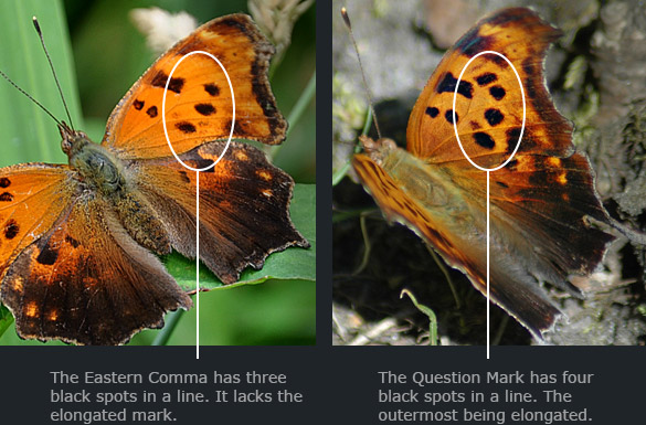 Comma-VS-Quest4f3aa1c25d