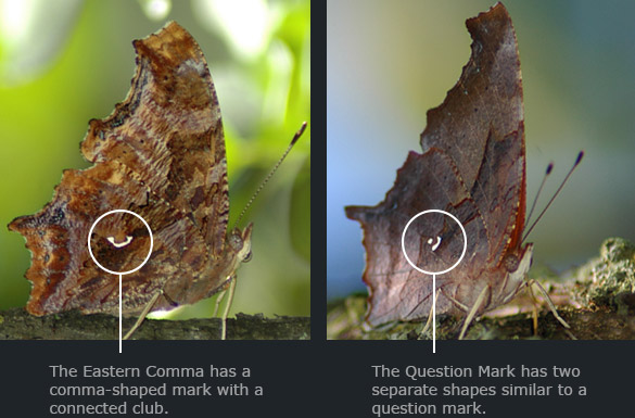 Comma-VS-Question-Mark