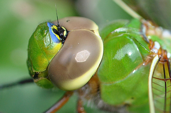 Common-Green-Darner close1