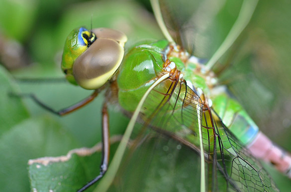 Common-Green-Darner close2