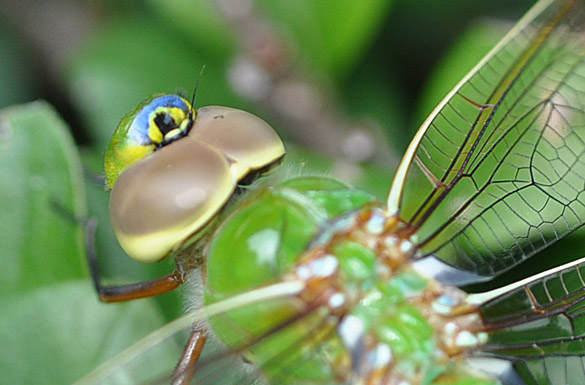 Common-Green-Darner close3