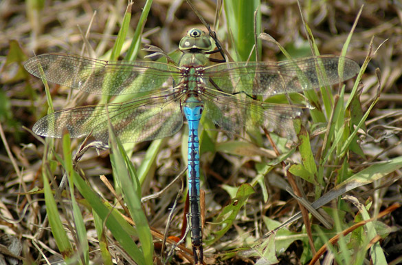 Common-Green-Darner male