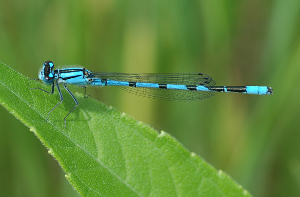 Damselfly blue-form-bluet1