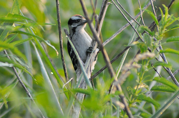 Downy-Woodpecker1