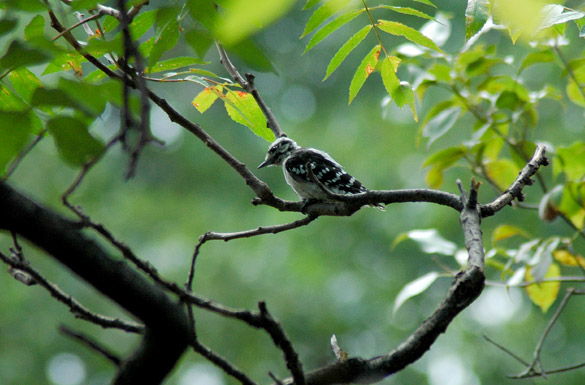 Downy-Woodpecker2