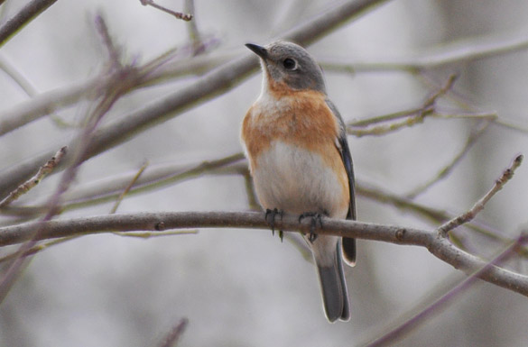 Eastern-Bluebird female1