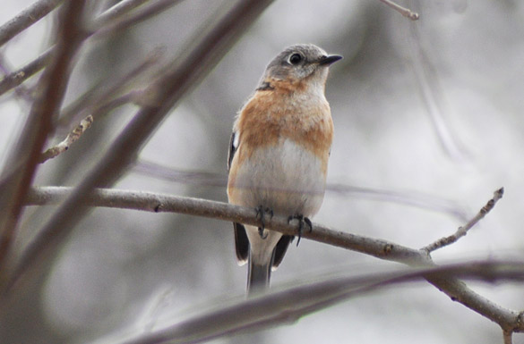 Eastern-Bluebird female2