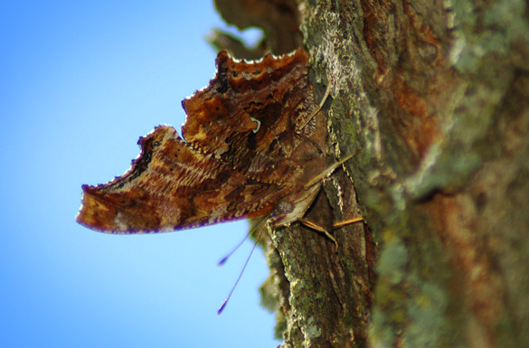 Eastern-Comma1