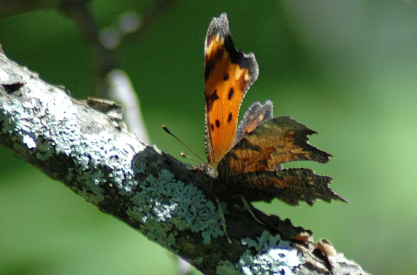 Eastern-Comma2