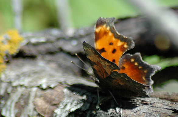 Eastern-Comma3