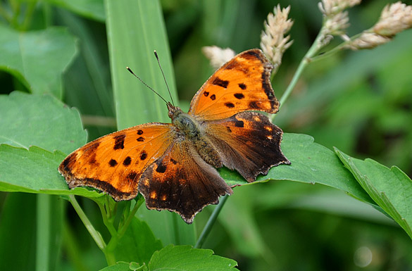 Eastern-Comma4