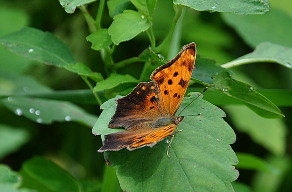 Eastern-Comma5