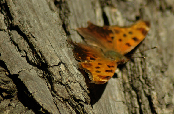 Eastern-Comma6