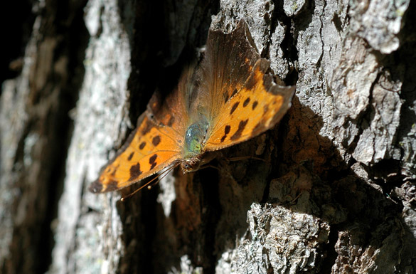 Eastern-Comma7