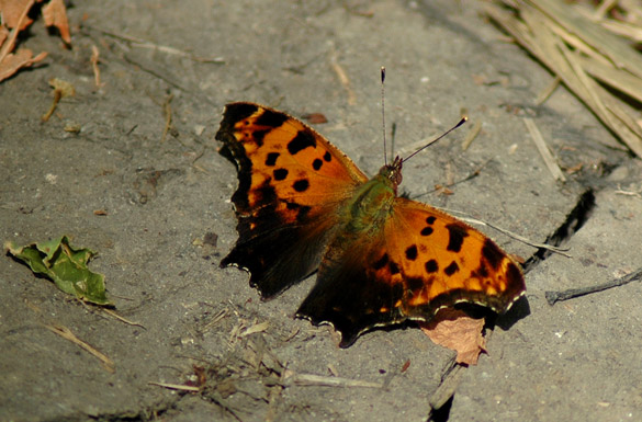 Eastern-Comma8