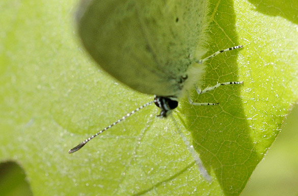 Eastern-Tailed-blue3