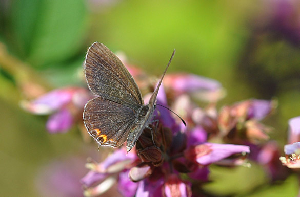 Eastern-Tailed-blue female1