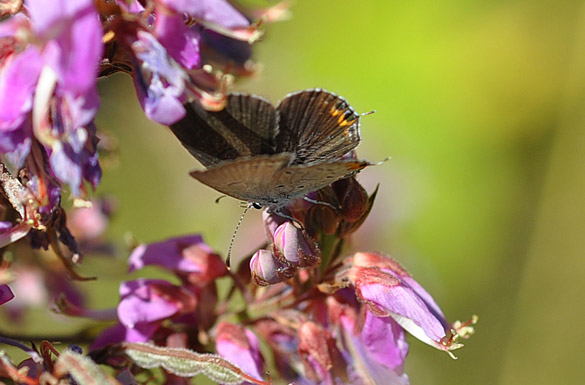 Eastern-Tailed-blue female2