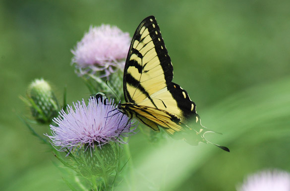 Eastern-Tiger-Swallowtail11