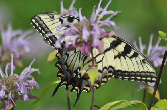 Eastern-Tiger-Swallowtail13