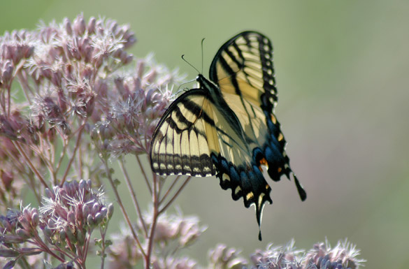 Eastern-Tiger-Swallowtail2