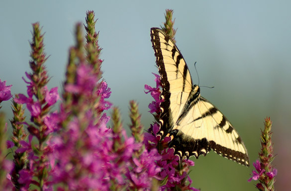 Eastern-Tiger-Swallowtail4