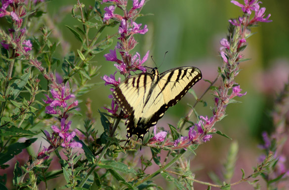 Eastern-Tiger-Swallowtail5