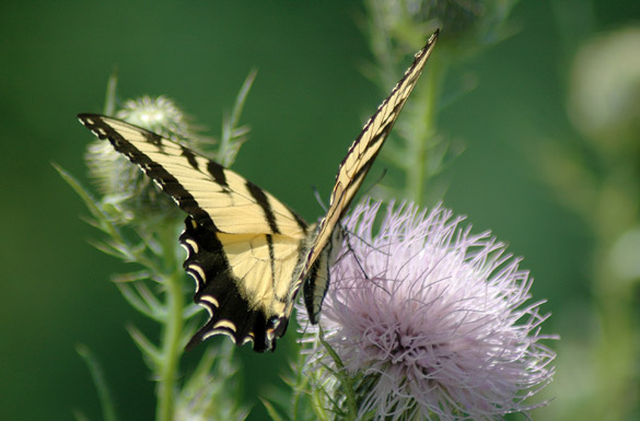 Eastern-Tiger-Swallowtail6