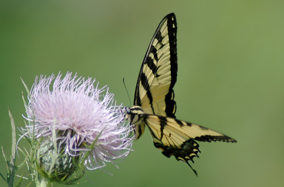 Eastern-Tiger-Swallowtail7