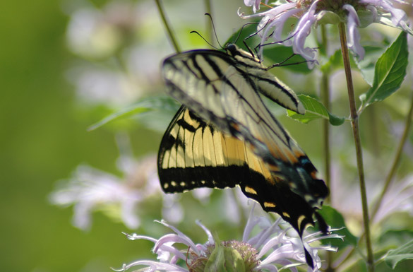 Eastern-Tiger-Swallowtail9