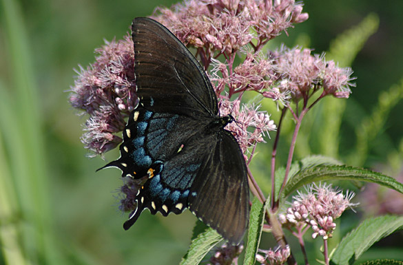 Eastern-Tiger-Swallowtail female3