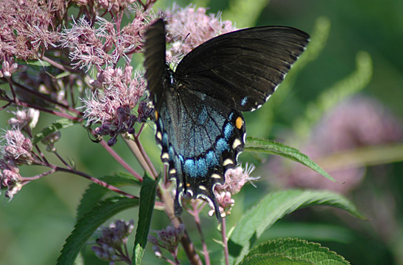 Eastern-Tiger-Swallowtail female4